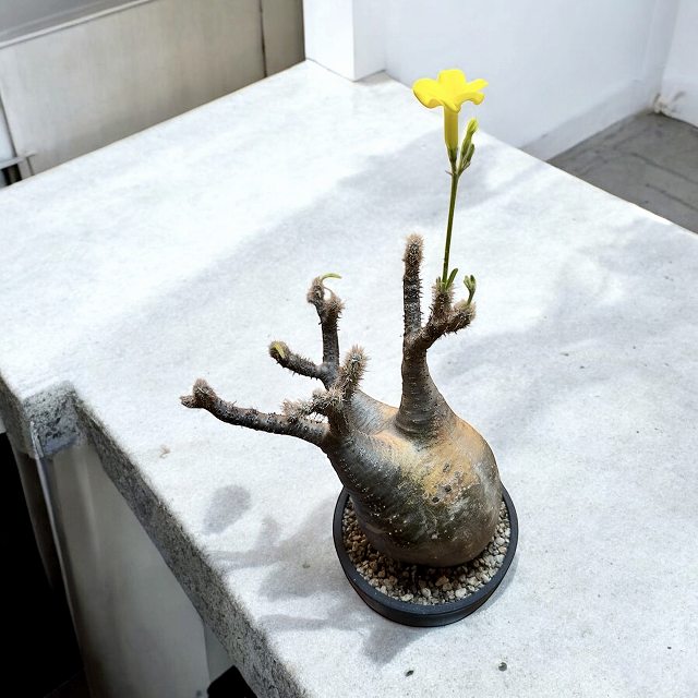pachypodium graciliusパキポディウム グラキリス 【現大地】【観葉草木】【多肉植物】【室内装飾】【鉢込み送りとどける】【発根済】