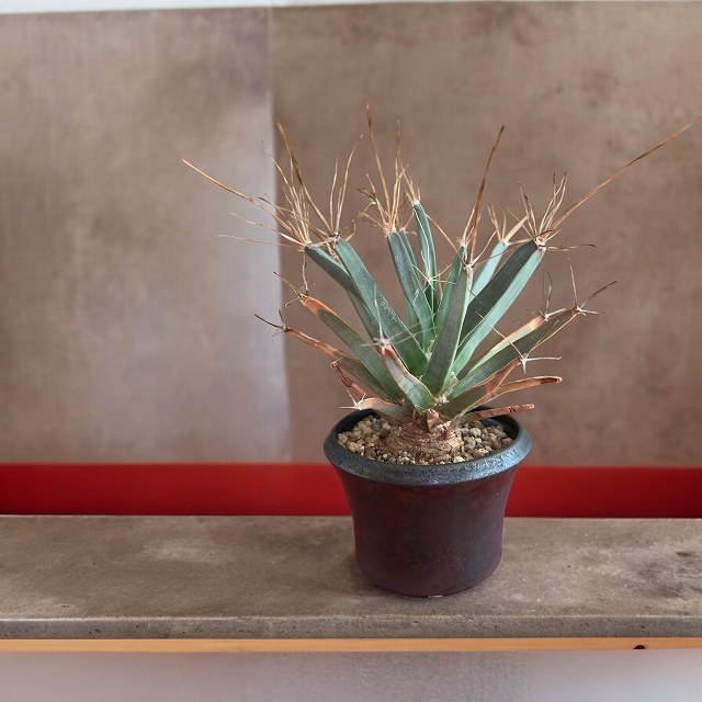 leuchten bergia / レウクテン ベルギア 【観葉植物】【多肉植物】【インテリア】【ヴィンテージ】【鉢込み発送】【発根済み】【美株】｜Listyc