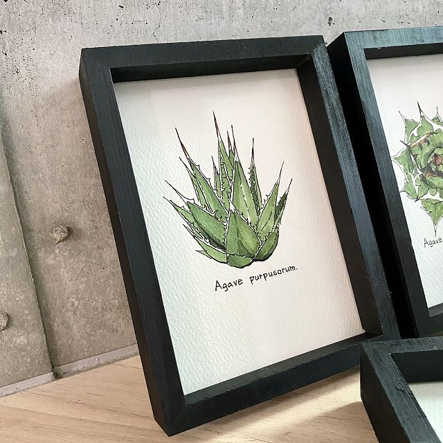 楽天市場】agave titanota painting/アガベ チタノタ レッドキャット