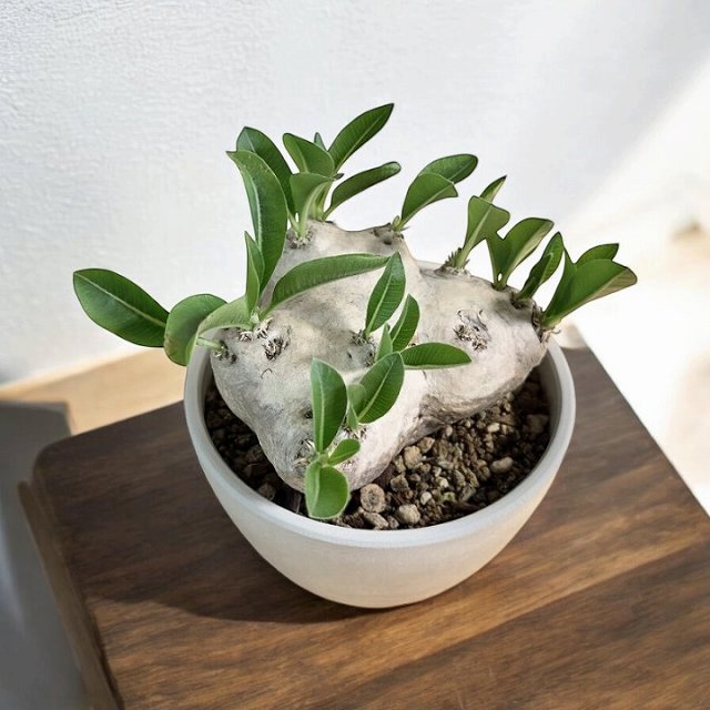 【現地球】　パキポディウム　ブレビカウレ　恵比寿笑い　（鉢ごと発送） 楽天市場】Pachypodium brevicauleパキポディウム ブレビカウレ