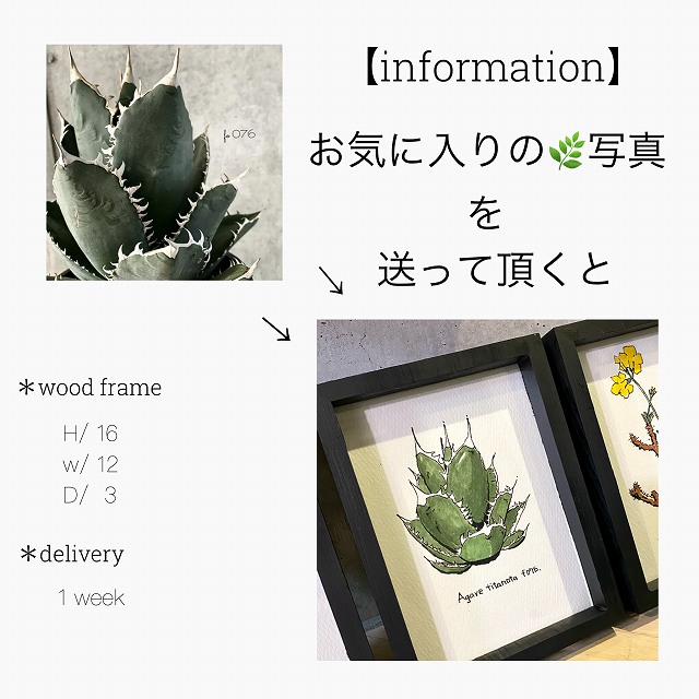 Succulents Or Tuberous Plant Order Painting 多肉植物 塊根植物 オリジナル オーダーデザイン画 Agave アガベチタノタ Saboten Cactus サボテン カクタス 額入り 観葉植物 多肉植物 オリジナル オーダー インテリア Educaps Com Br