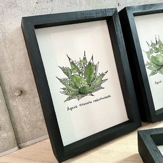 楽天市場】agave titanota painting/アガベ チタノタ ホワイト