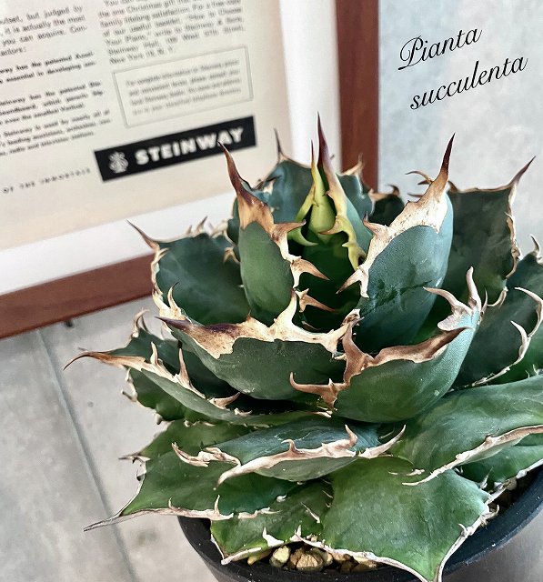 お気にいる Agave Titanota アガベ チタノタ 観葉植物 多肉植物 インテリア 鉢込み発送 発根済 美株 子株付き 予約販売品 Shaberangi Com