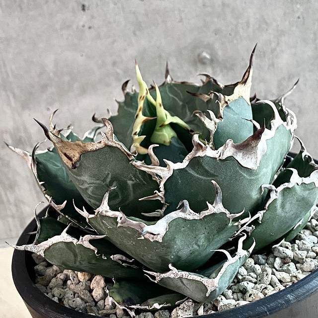 Agave Titanota White Whale 白鯨 アガベ チタノタ ハクゲイ 観葉植物 多肉植物 インテリア ヴィンテージ 鉢込み発送 発根済み 美株 Alittlepeaceofmind Co Uk