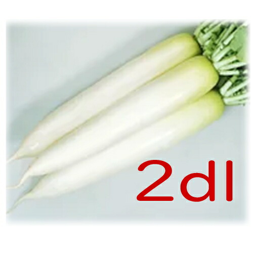 【入荷次第出荷】カネコ種苗　春名人　大根　２ｄｌ