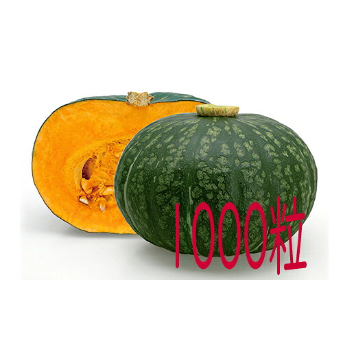 【入荷次第出荷】カネコ種苗　ほろほろ　南瓜　１０００粒