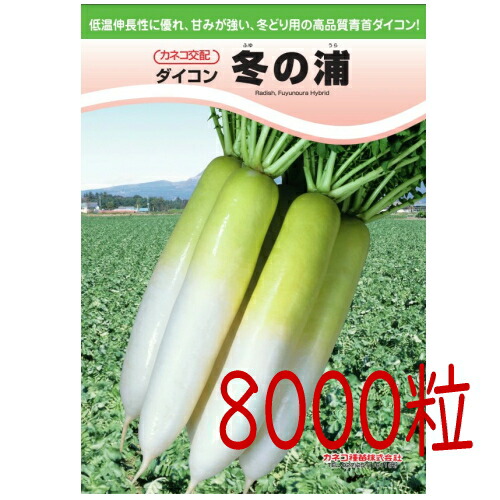【入荷次第出荷】カネコ種苗　冬の浦大根　８０００粒