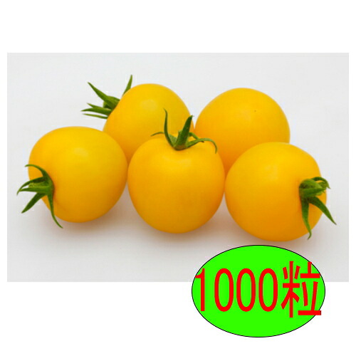 【入荷次第出荷】カネコ種苗　イエローホープ　1000粒