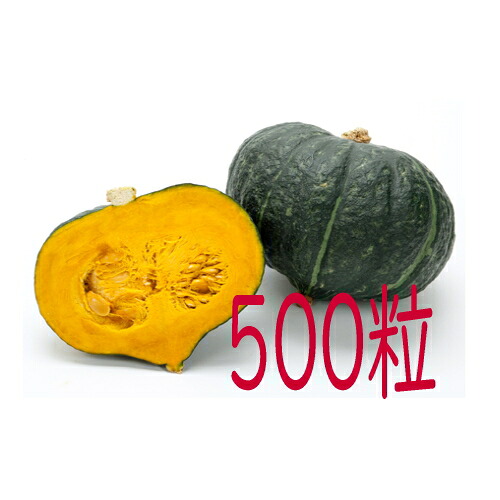 【入荷次第出荷】カネコ種苗　九重栗南瓜　５００粒｜トキワダイレクト