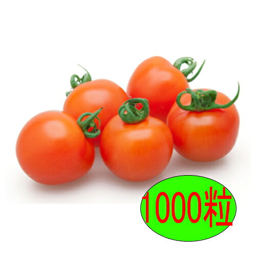 【入荷次第出荷】カネコ種苗　オレンジオーレ　1000粒