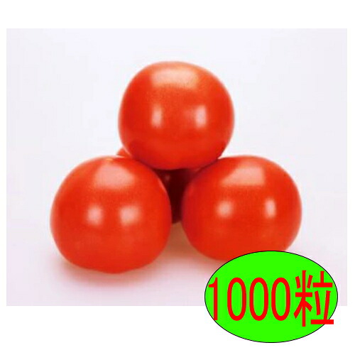 【入荷次第出荷】カネコ種苗 SR彩福 1000粒|トキワダイレクト