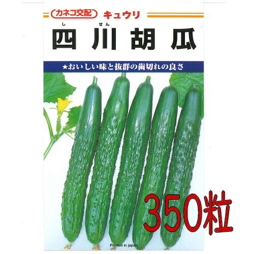 【入荷次第出荷】カネコ種苗　四川胡瓜　３５０粒