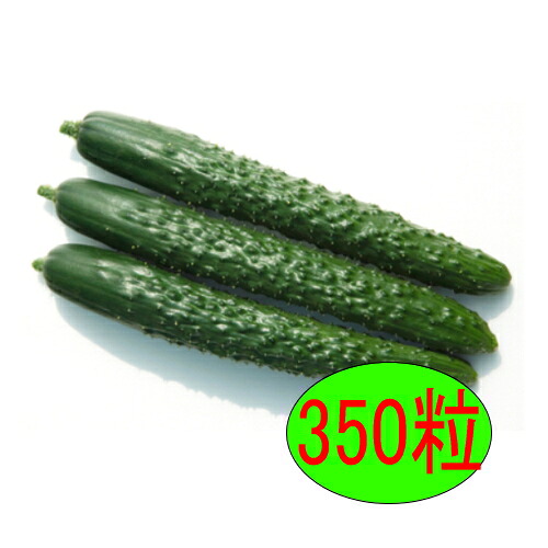 【入荷次第出荷】カネコ種苗　四川2号　350粒