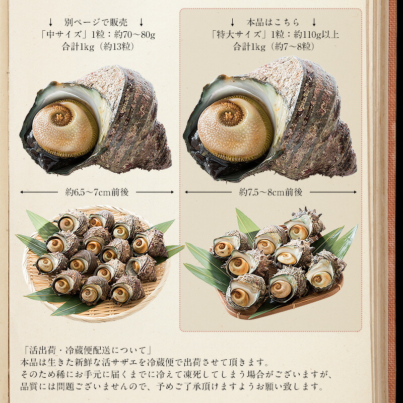 市場 同梱不可 さざえ 特大サイズ 約7〜8粒 天然 大きい 国産 1kg 栄螺 1粒110g以上 サザエ お中元 活サザエ