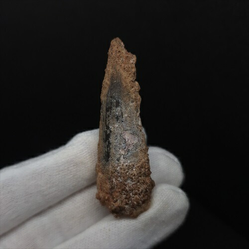 楽天市場】【送料無料】【スピノサウルス/化石/歯/恐竜