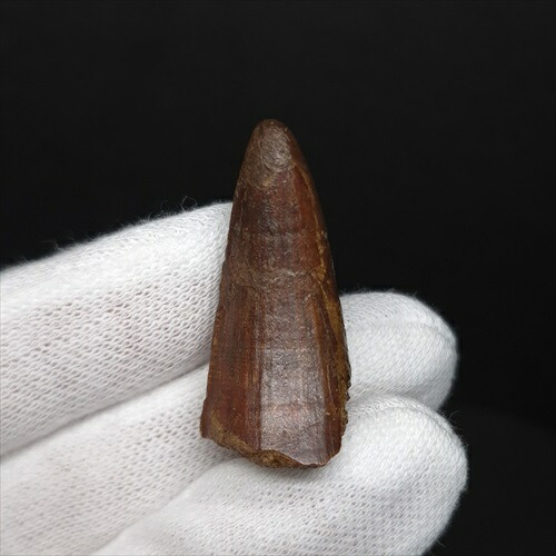 楽天市場】スピノサウルスの歯 中厚ケース入り 東京サイエンス 恐竜