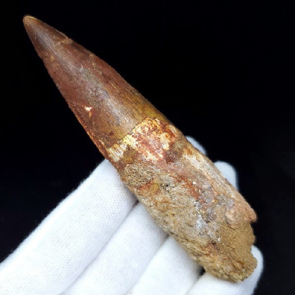 【送料無料】【スピノサウルス/化石/歯/恐竜】特大 スピノサウルス 本物 モロッコ産 100.75mm ケース付き プレゼント ギフト sp243
