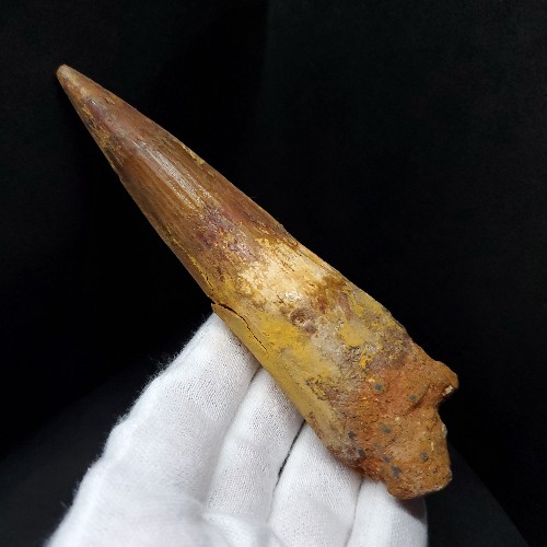 【送料無料】【スピノサウルス/化石/歯/恐竜】極上 スピノサウルス 本物 モロッコ産 114.19mm ケース付き プレゼント ギフト sp426