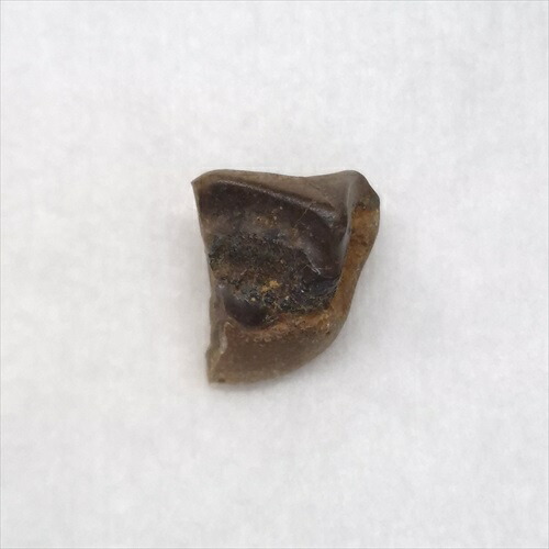 楽天市場】トリケラトプスの歯 化石レプリカ 複製 : キッズマーケット