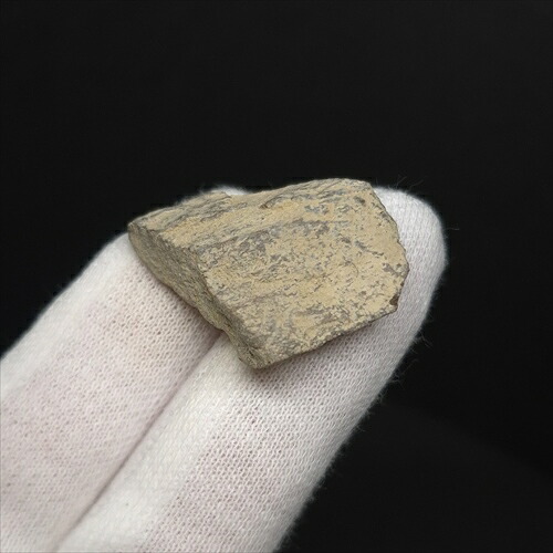 楽天市場】【送料無料】【ティラノサウルス/骨/化石/恐竜