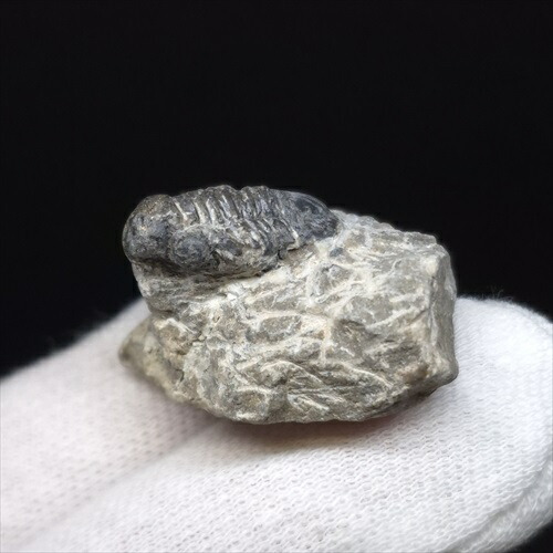 楽天市場】三葉虫 化石 モロッコ産 : ギャラリーメイスン