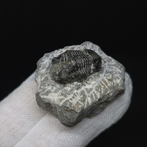 楽天市場】化石 三葉虫 大 （アソート） No.13 : 神棚 神具 製造販売