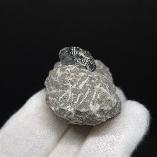 楽天市場】【送料無料】【三葉虫 /化石/歯/恐竜】母岩付き 三葉虫 本物