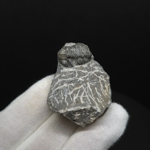 楽天市場】【送料無料】【三葉虫 /化石/歯/恐竜】母岩付き 三葉虫 本物