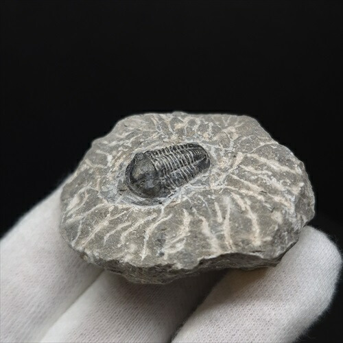 楽天市場】三葉虫 化石 モロッコ産 : ギャラリーメイスン