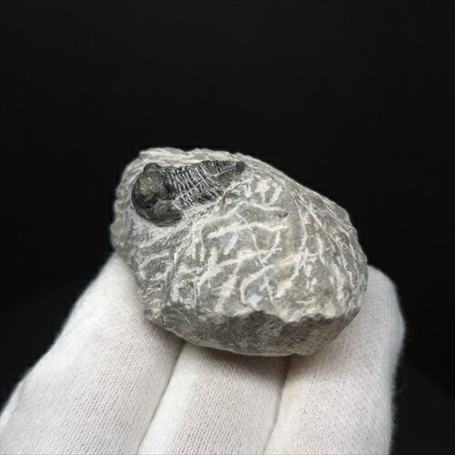 楽天市場】【送料無料】【三葉虫 /化石/歯/恐竜】母岩付き 三葉虫 本物