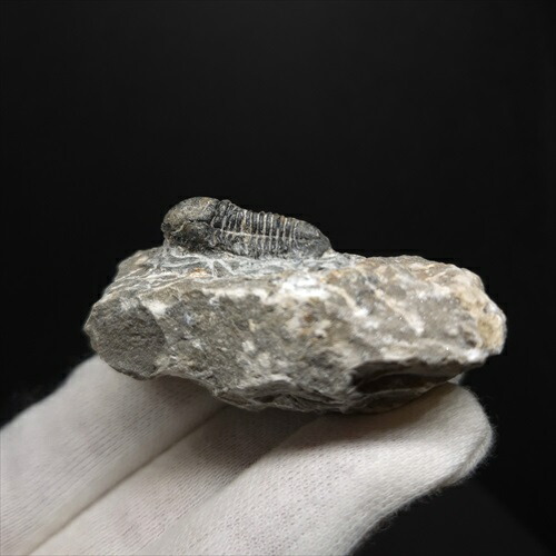 楽天市場】【送料無料】【三葉虫 /化石/歯/恐竜】母岩付き 三葉虫 本物