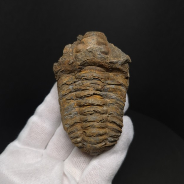 楽天市場】【送料無料】【三葉虫 /化石/歯/恐竜】母岩付き 三葉虫 本物