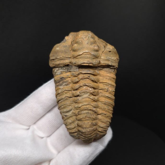 楽天市場】【送料無料】【三葉虫 /化石/歯/恐竜】母岩付き 三葉虫 本物
