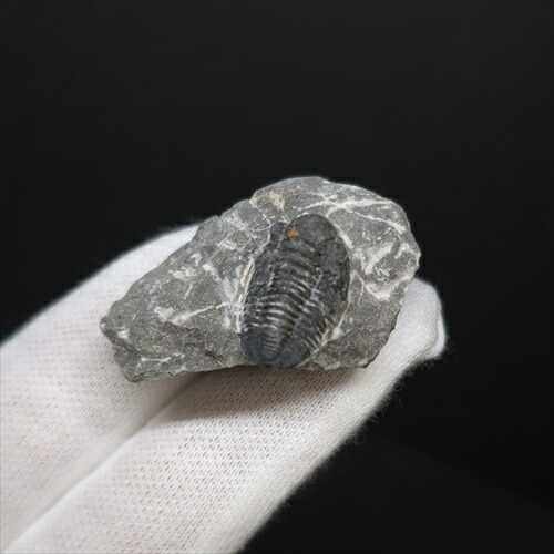 楽天市場】【送料無料】【三葉虫 /化石/歯/恐竜】母岩付き 三葉虫 本物