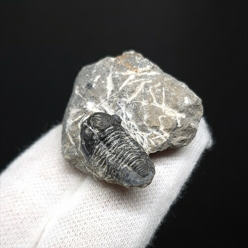 楽天市場】【送料無料】【三葉虫 /化石/歯/恐竜】母岩付き 三葉虫 本物