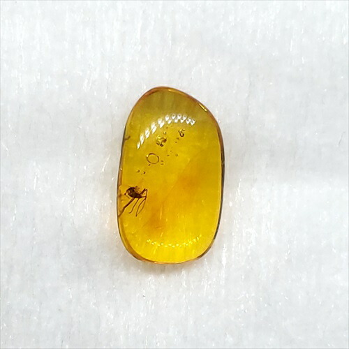 【送料無料】【琥珀/虫入り/anber化石】  美品 虫入り琥珀 琥珀 化石 本物 バルト海産  ケース付き 11mm プレゼント ギフト ab131