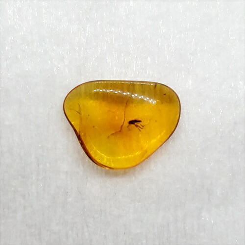 【送料無料】【琥珀/虫入り/anber化石】  美品 虫入り琥珀 琥珀 化石 本物 バルト海産  ケース付き 11.87mm プレゼント ギフト ab165