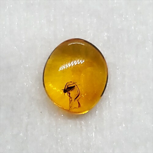 楽天市場】【送料無料】【琥珀/虫入り/anber化石】 美品 虫入り琥珀