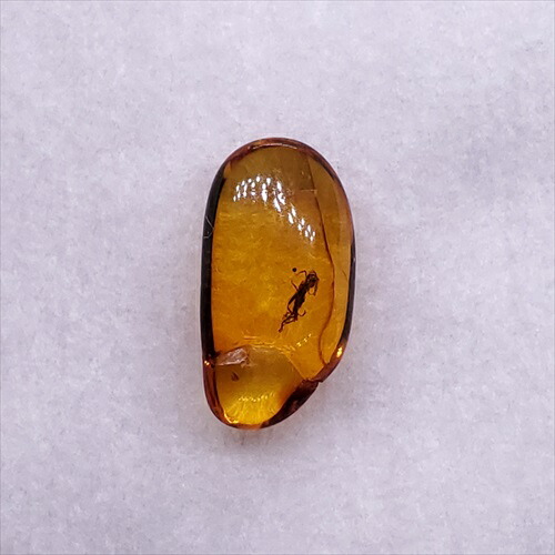【送料無料】【琥珀/虫入り/anber化石】  美品 虫入り琥珀 琥珀 化石 本物 バルト海産  ケース付き  11.73mm プレゼント ギフト ab180