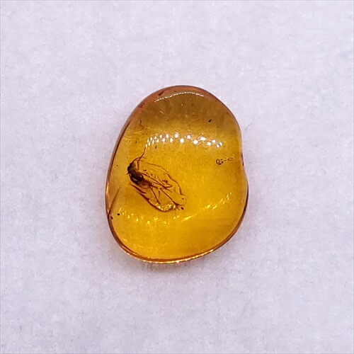 【送料無料】【琥珀/虫入り/anber化石】  美品 虫入り琥珀 琥珀 化石 本物 バルト海産  ケース付き  11.31mm プレゼント ギフト ab181