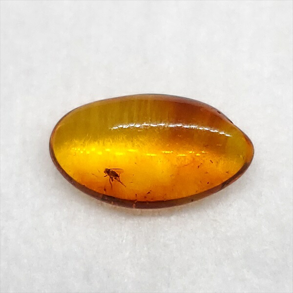 【送料無料】【琥珀/虫入り/anber化石】  美品 虫入り琥珀 琥珀 化石 本物 バルト海産  ケース付き  13.14mm プレゼント ギフト ab236