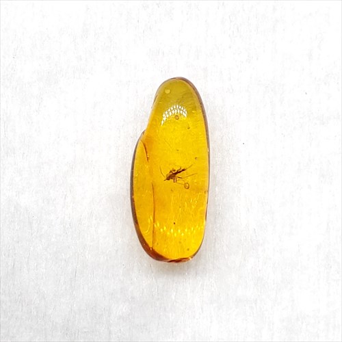 【送料無料】【琥珀/虫入り/anber化石】  美品 虫入り琥珀 琥珀 化石 本物 バルト海産  ケース付き 12.50mm プレゼント ギフト ab105