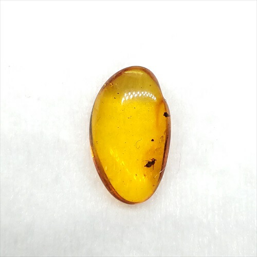 【送料無料】【琥珀/虫入り/anber化石】  美品 虫入り琥珀 琥珀 化石 本物 バルト海産  ケース付き 15mm プレゼント ギフト ab118