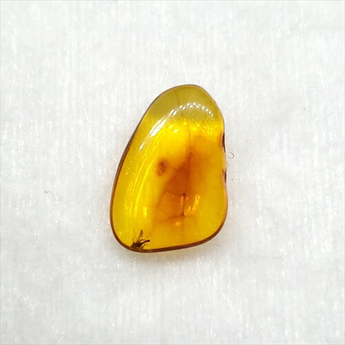 【送料無料】【琥珀/虫入り/anber化石】  美品 虫入り琥珀 琥珀 化石 本物 バルト海産  ケース付き 13mm プレゼント ギフト ab121