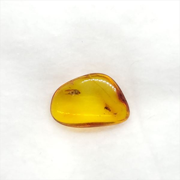 【送料無料】【琥珀/虫入り/anber化石】  美品 虫入り琥珀 琥珀 化石 本物 バルト海産  ケース付き 14.28mm プレゼント ギフト ab24