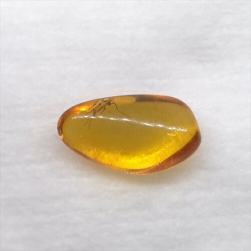 【送料無料】【琥珀/虫入り/anber化石】  美品 虫入り琥珀 琥珀 化石 本物 バルト海産  ケース付き  11.53mm プレゼント ギフト ab264