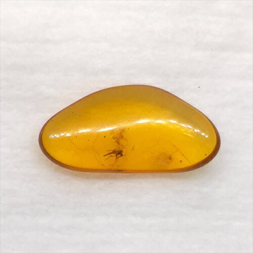 【送料無料】【琥珀/虫入り/anber化石】  美品 虫入り琥珀 琥珀 化石 本物 バルト海産  ケース付き  14.14mm プレゼント ギフト ab269