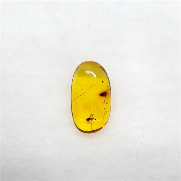 【送料無料】【琥珀/虫入り/anber化石】  美品 虫入り琥珀 琥珀 化石 本物 バルト海産  ケース付き 13.05mm プレゼント ギフト ab42