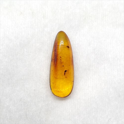 【送料無料】【琥珀/虫入り/anber化石】  美品 虫入り琥珀 琥珀 化石 本物 バルト海産  ケース付き 19.06mm プレゼント ギフト ab99
