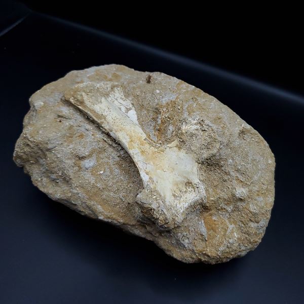 希少 翼竜 アルシオーネ 骨 化石 本物 モロッコ産 175.44mm yk1 www